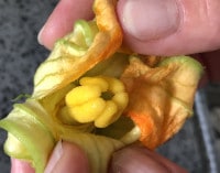 Blütenständer der Zucchini-Blüte muss entfernt werden