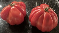 Die Ochsenherz-Tomaten für unsere gefüllten Tomaten - echte Prachtstücke