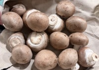 Frische Champignons